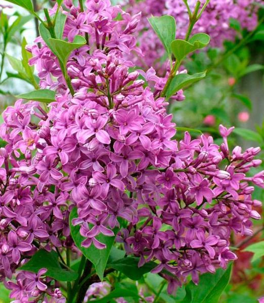 Syringa chinensis 'Saugeana'